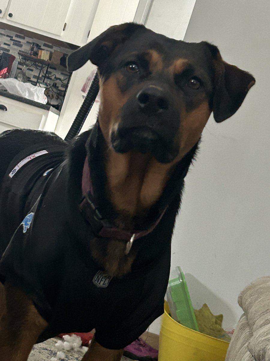 HunterSeabright's tweet photo. @stevewilldoit This my boy levo n my girl princess they the best $hunterseabri https://t.co/wI8o5i4ixI