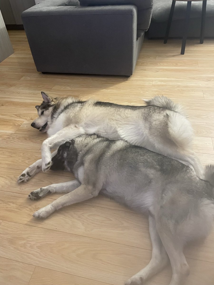 wickwoss's tweet photo. @stevewilldoit Norwegian elkhound and malamute! Cuddle buddies. $sol RB4sdnpMjNigucqW38Pc4NL68Q2sn6E4ZPWfhLWB671 https://t.co/hzwNdj3LAt