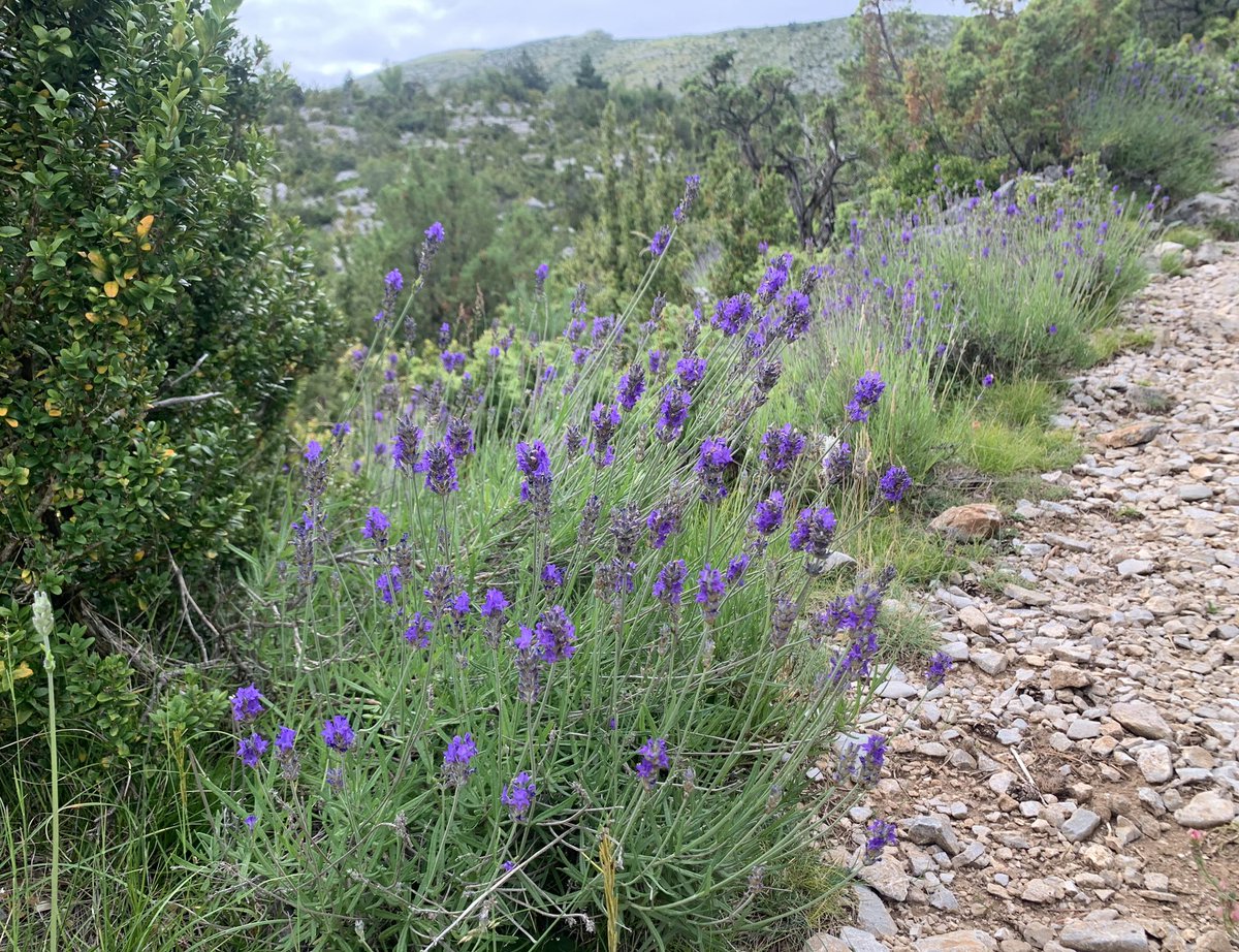 eferrerpont1's tweet photo. Espígol, farigola de muntanya, prunel•les, espunyidelles…explosió de #flors, colors, olors i insectes pol•linitzadors en el camí d’#Adons a l’Avedoga d’Adons i la Pala del Teller, a la Serra de #SantGervàs #PEIN #XN2000 #AltaRibagorça https://t.co/NGQq6Yr5MP