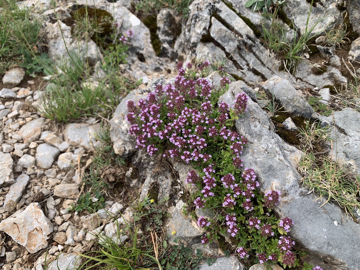 eferrerpont1's tweet photo. Espígol, farigola de muntanya, prunel•les, espunyidelles…explosió de #flors, colors, olors i insectes pol•linitzadors en el camí d’#Adons a l’Avedoga d’Adons i la Pala del Teller, a la Serra de #SantGervàs #PEIN #XN2000 #AltaRibagorça https://t.co/NGQq6Yr5MP