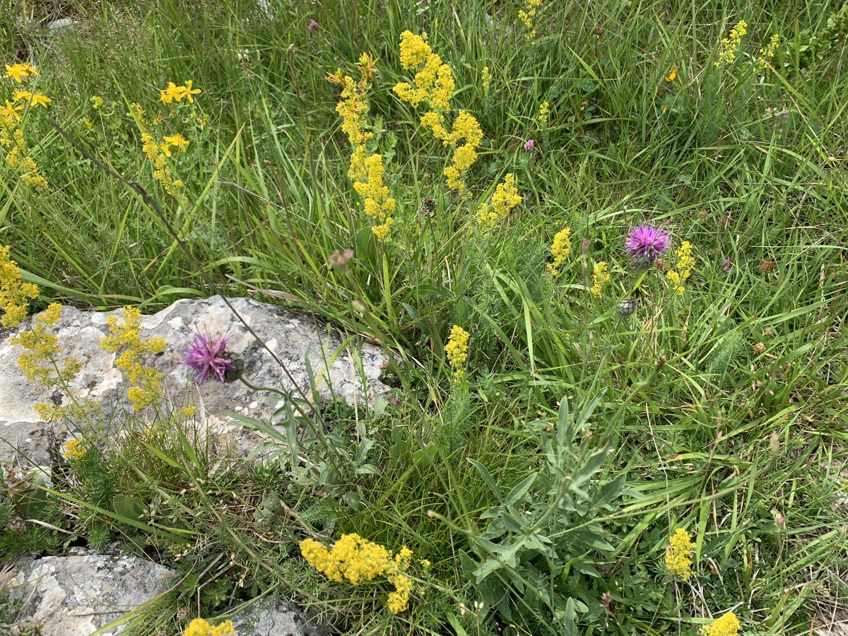 eferrerpont1's tweet photo. Espígol, farigola de muntanya, prunel•les, espunyidelles…explosió de #flors, colors, olors i insectes pol•linitzadors en el camí d’#Adons a l’Avedoga d’Adons i la Pala del Teller, a la Serra de #SantGervàs #PEIN #XN2000 #AltaRibagorça https://t.co/NGQq6Yr5MP