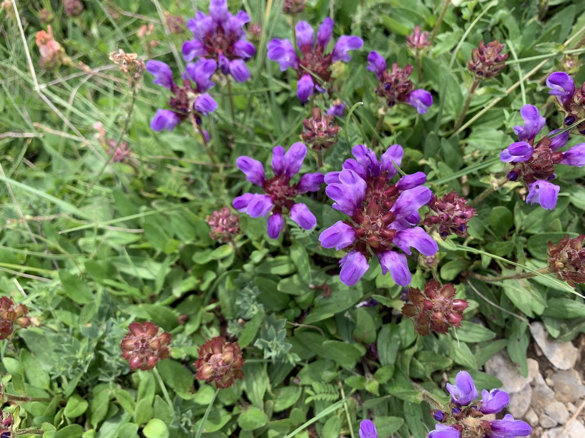 eferrerpont1's tweet photo. Espígol, farigola de muntanya, prunel•les, espunyidelles…explosió de #flors, colors, olors i insectes pol•linitzadors en el camí d’#Adons a l’Avedoga d’Adons i la Pala del Teller, a la Serra de #SantGervàs #PEIN #XN2000 #AltaRibagorça https://t.co/NGQq6Yr5MP