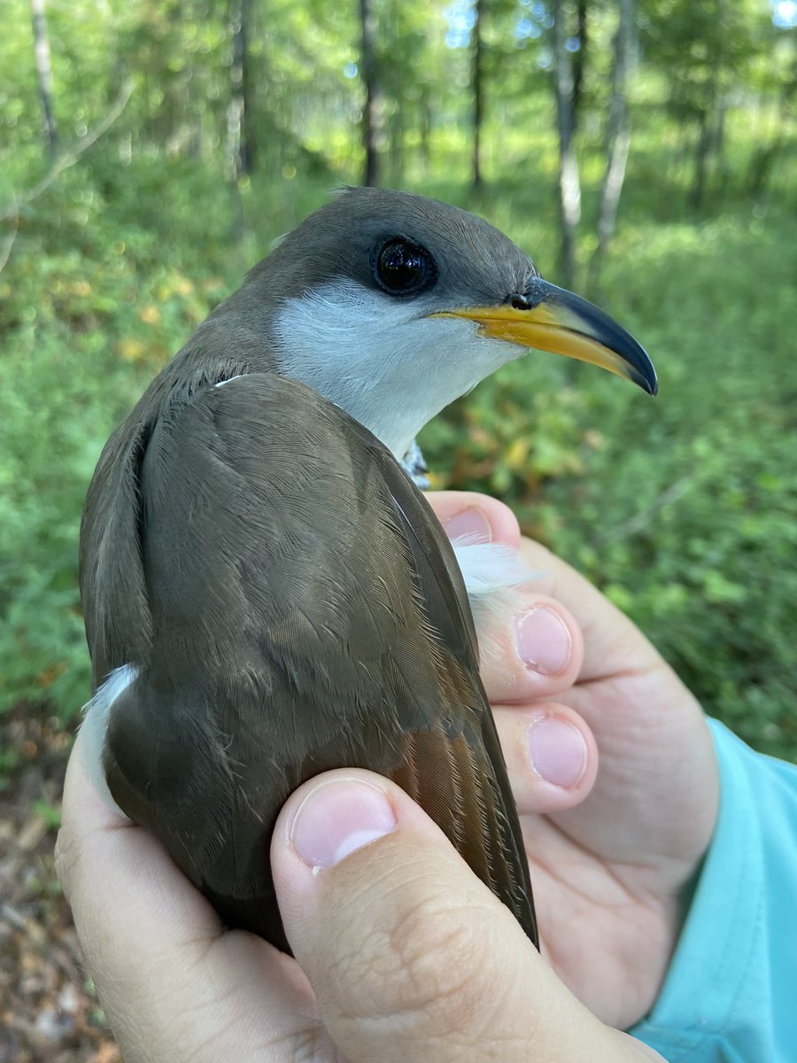 Dr. Maureen McClung tweet media