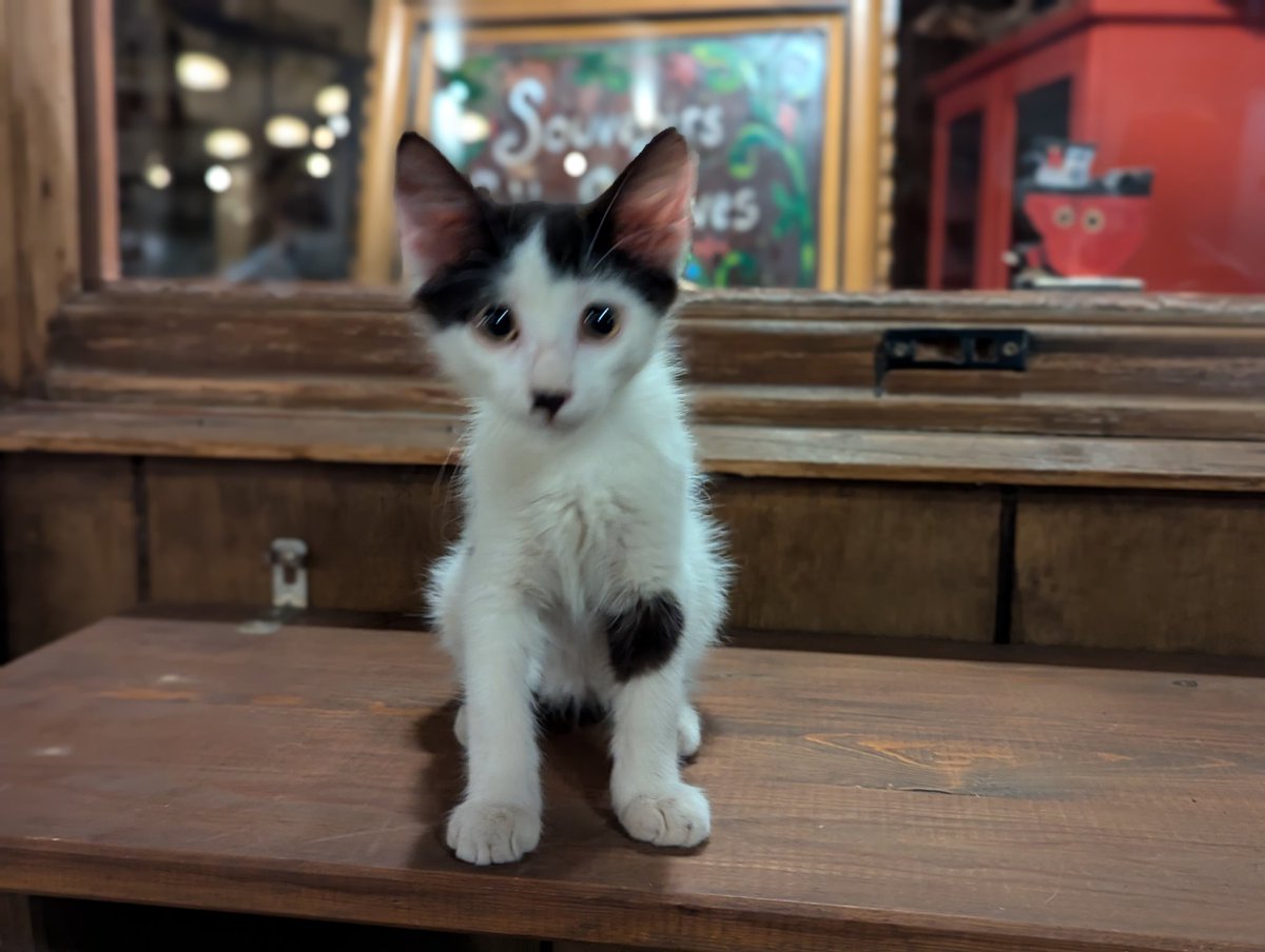 kitten check point... Feel free to catch your breath here for a sec... Heck, take a minute even 👍