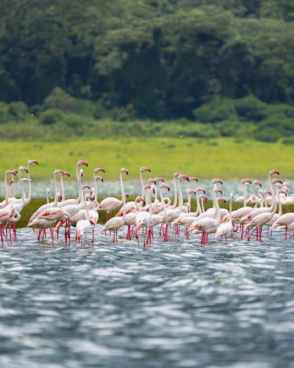 WorldToursTz's tweet photo. Discover one of the most remote corners of the Earth with an exciting helicopter #safari across northern #Tanzania's #LakeNatron region

#VisitTanzania with us today!

📧info@worldtourssafaris.com
📲+255686104236
🌍https://t.co/tDm4X8Wm5k

#WorldToursTz #Travel #Adventure #Luxury https://t.co/DN42Ax9NiW