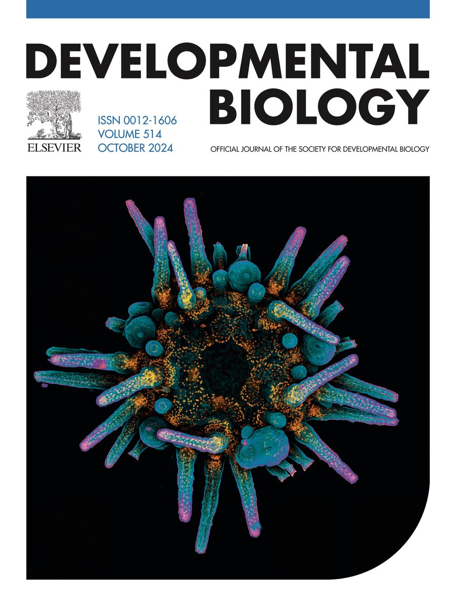 Heidi Tate (@heidimtate) on Twitter photo We are on the cover of <a href="/Dev_Bio_Journal/">Developmental Biology</a> this month! So honored that my image was chosen for this 🥰 We are on the cover of <a href="/Dev_Bio_Journal/">Developmental Biology</a> this month! So honored that my image was chosen for this 🥰