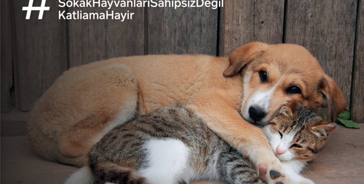 Sahipsiz sokak hayvanlarına yönelik düzenlemeler içeren Hayvanları Koruma Kanunu'nda Değişiklik Yapılmasına Dair Kanun Teklifi’ndeki “Ötanazi” uygulamasını kabul etmiyoruz. 

#YasayıGeriÇek 
#YasalarÖldürmezYaşatır 
#SokakHayvanlarıSahipsizDeğil