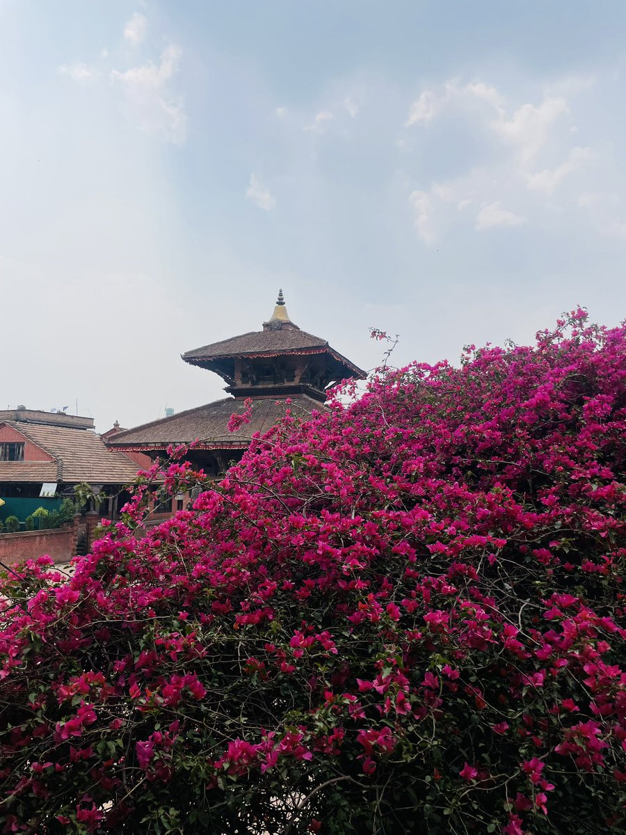 pgpratiksha's tweet photo. Pink glory !
#people #places #culture #lifestyle #life -#nature #naturegraphy #pgpgraphy https://t.co/8tOEZgQEQD