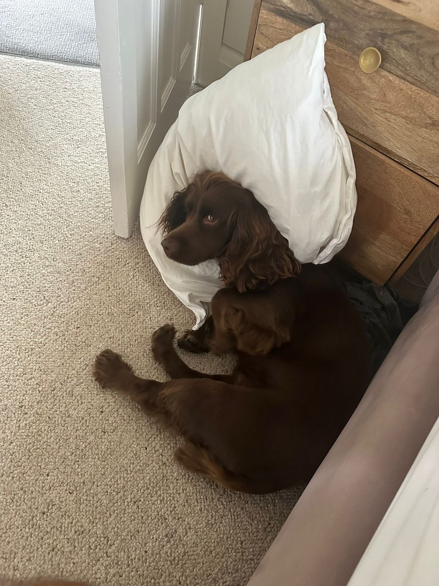 Anything touching the floor is mine so.. 🐶