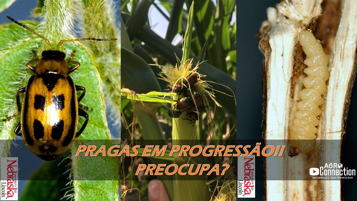 Agro Connection tweet media