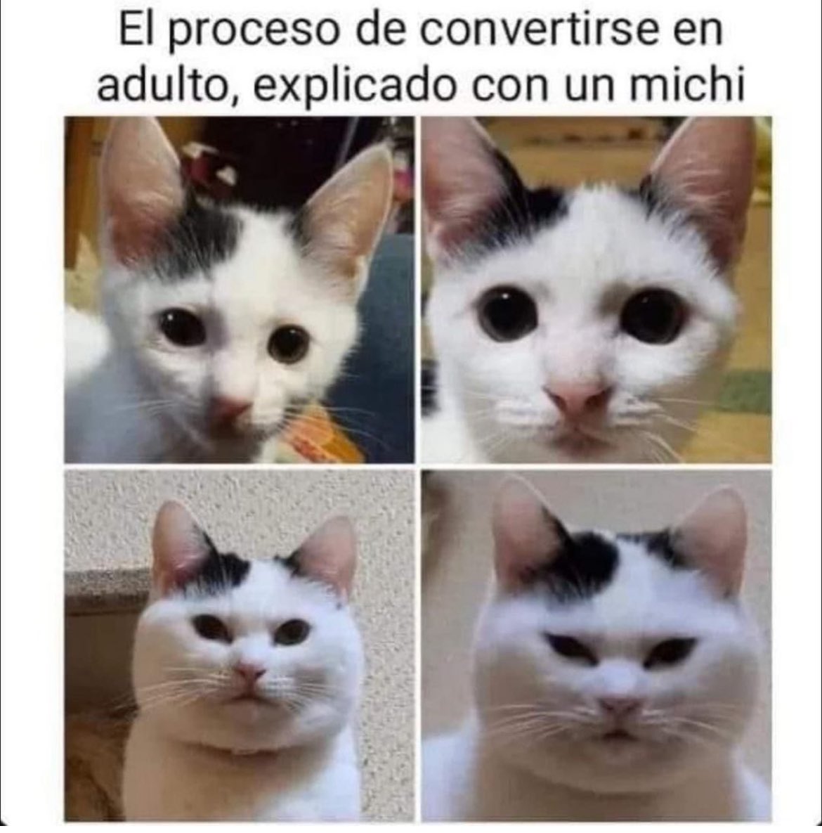 Descripción Gráfica 😾