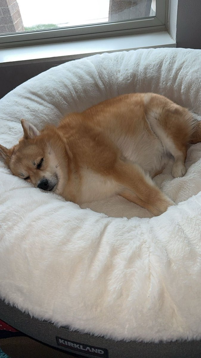 DuehrTeron's tweet image. My dog an I love you