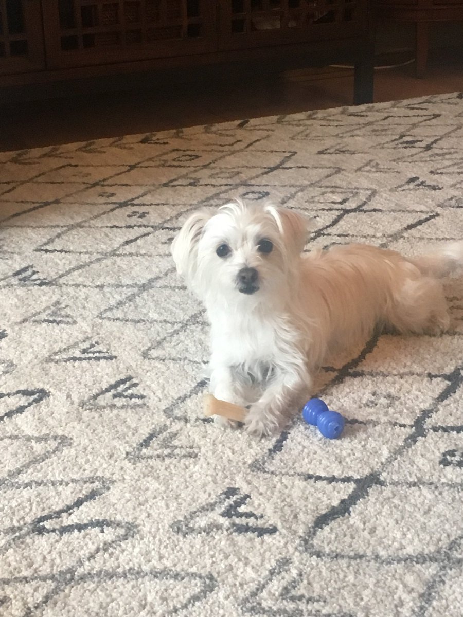 genghisclan tweet media