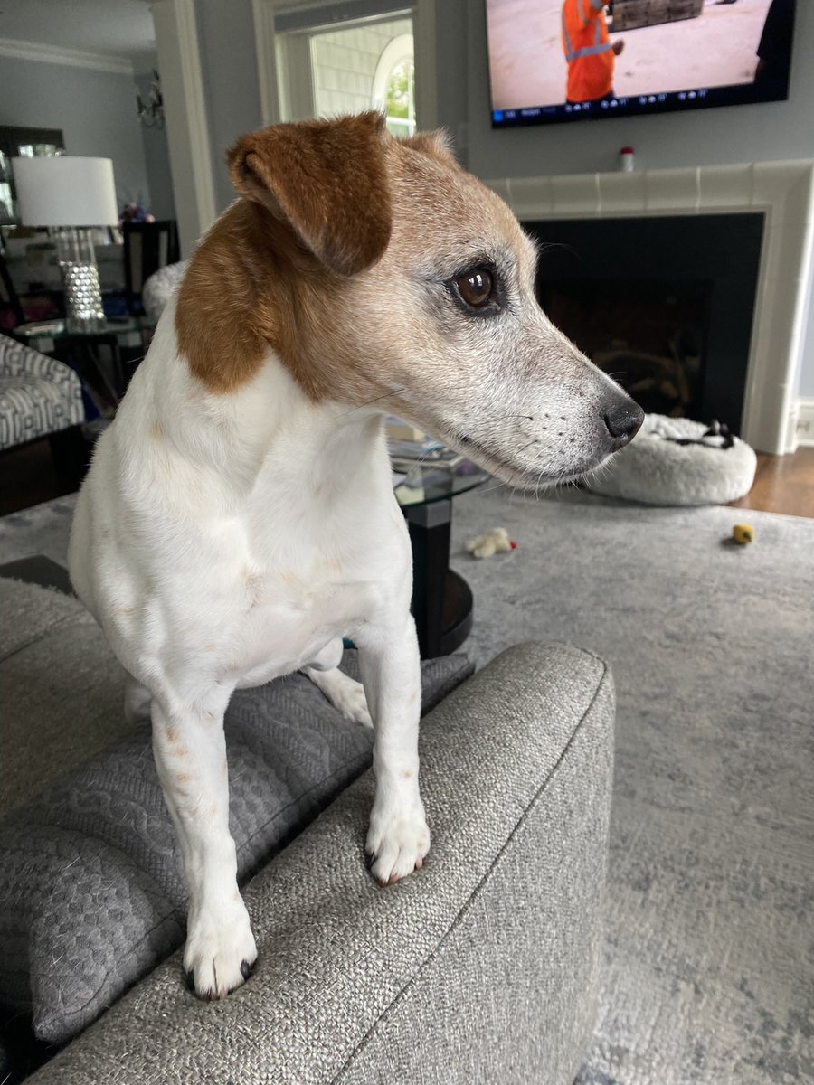 BelleLBear's tweet photo. #SundayMorning #sunday #sundayvibes #dogsoftwitter #dogs #dogsofX #ZSHQ 🧟♀️
#LittleBear #ZombieAlert 🫡
I think I spot somethin out there!! RaaaaAAAA! 🫡🪖🫡 https://t.co/oIyhU0J1Fs