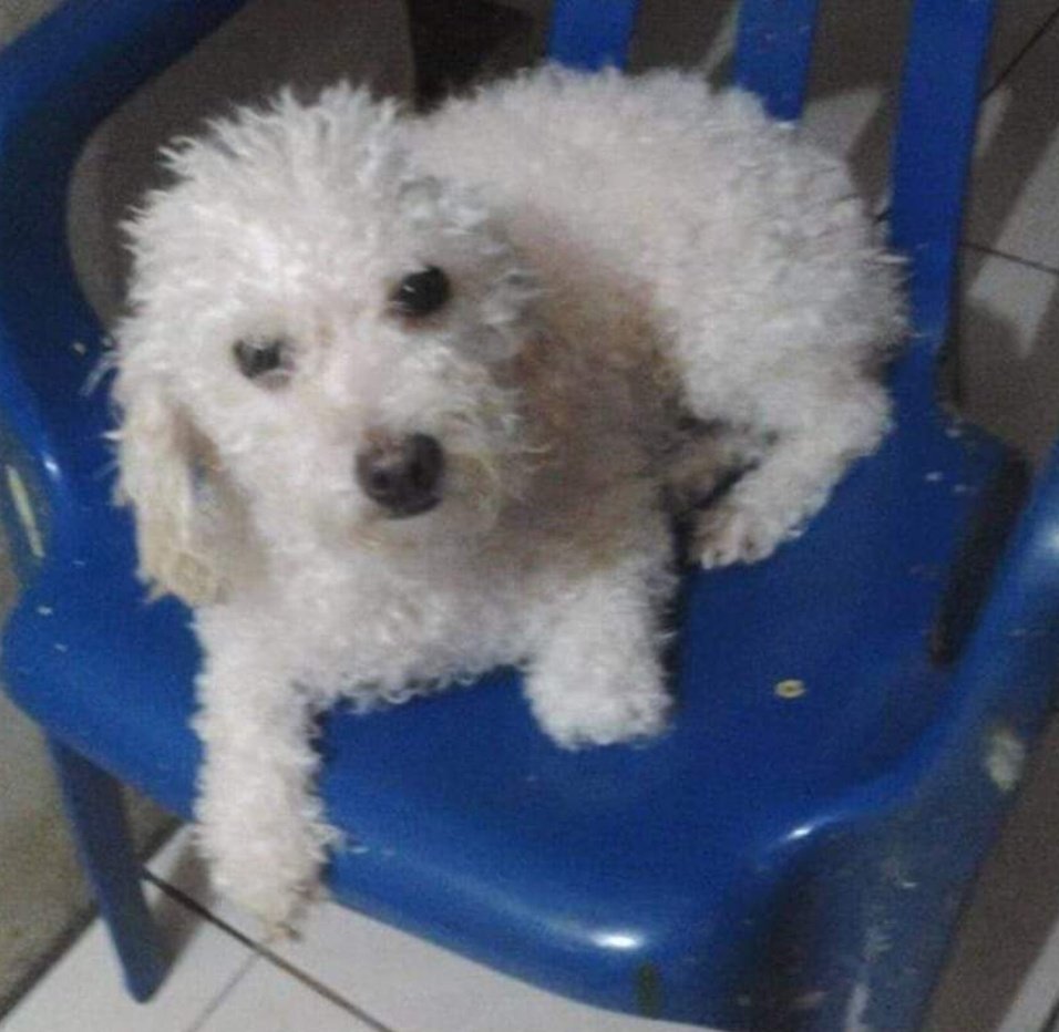 AlertaMePerdi's tweet photo. #PERDIDA #GUAYAQUIL
Nombre: #TYTY
Fecha: 11/07/24
Sector: Sur, Guasmo Sur Coop. Mariuxi Febres Cordero
Sexo: Hembra
Raza: French
Obsv.: Pelaje cortado, rabo corto, collar
Contacto: 0986237045
¡Ayúdala a volver con su familia!
#AlertaMePerdí https://t.co/GaiVYVW6ze