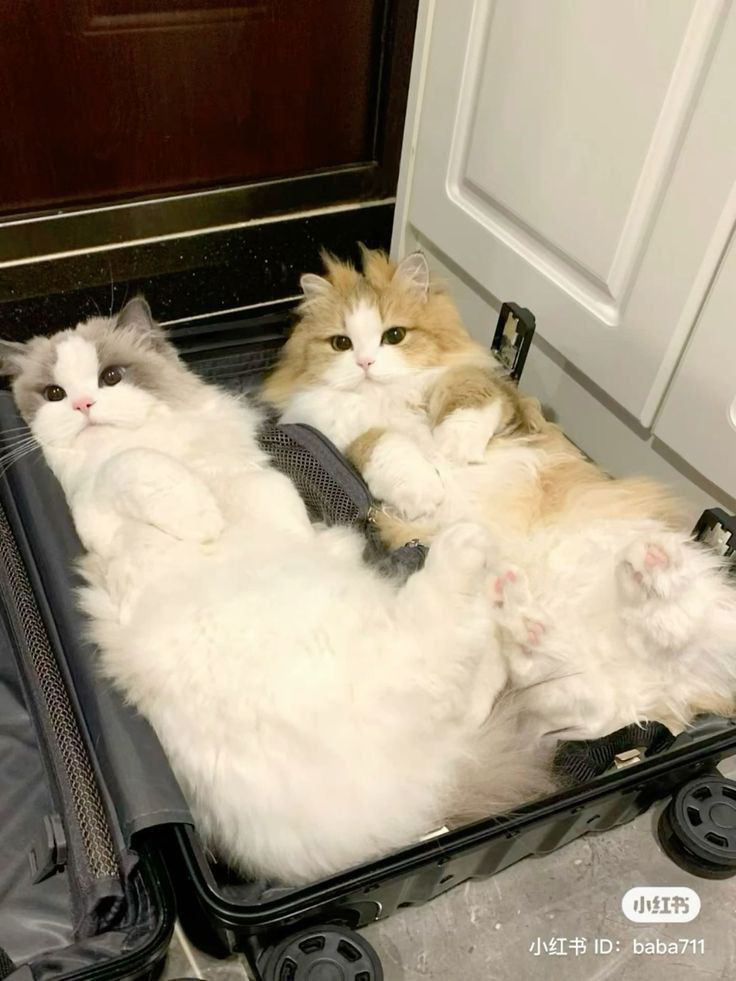 nocontextscats's tweet photo. Ready for vacation 🏖️ https://t.co/hjbQIEqZWm