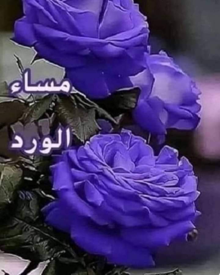 LyRhf8955's tweet photo. @nouf_27ii مساء السعاده نوف https://t.co/OA0qegn7CT
