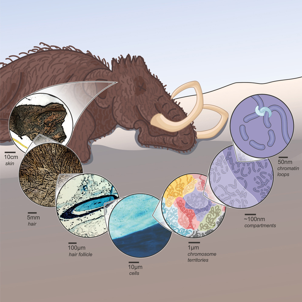 Cell Press (@cellpressnews) on Twitter photo First ever 3D reconstruction of woolly #mammoth chromosomes thanks to serendipitously freeze-dried skin.
Read more in <a href="/CellCellPress/">Cell</a>:
cell.com/cell/fulltext/…
<a href="/erezaterez/">Erez Lieberman Aiden</a> <a href="/odudcha/">Olga Dudchenko 🇺🇦</a> <a href="/mamartirenom/">Marc A. Marti-Renom</a> First ever 3D reconstruction of woolly #mammoth chromosomes thanks to serendipitously freeze-dried skin.
Read more in <a href="/CellCellPress/">Cell</a>:
cell.com/cell/fulltext/…
<a href="/erezaterez/">Erez Lieberman Aiden</a> <a href="/odudcha/">Olga Dudchenko 🇺🇦</a> <a href="/mamartirenom/">Marc A. Marti-Renom</a>