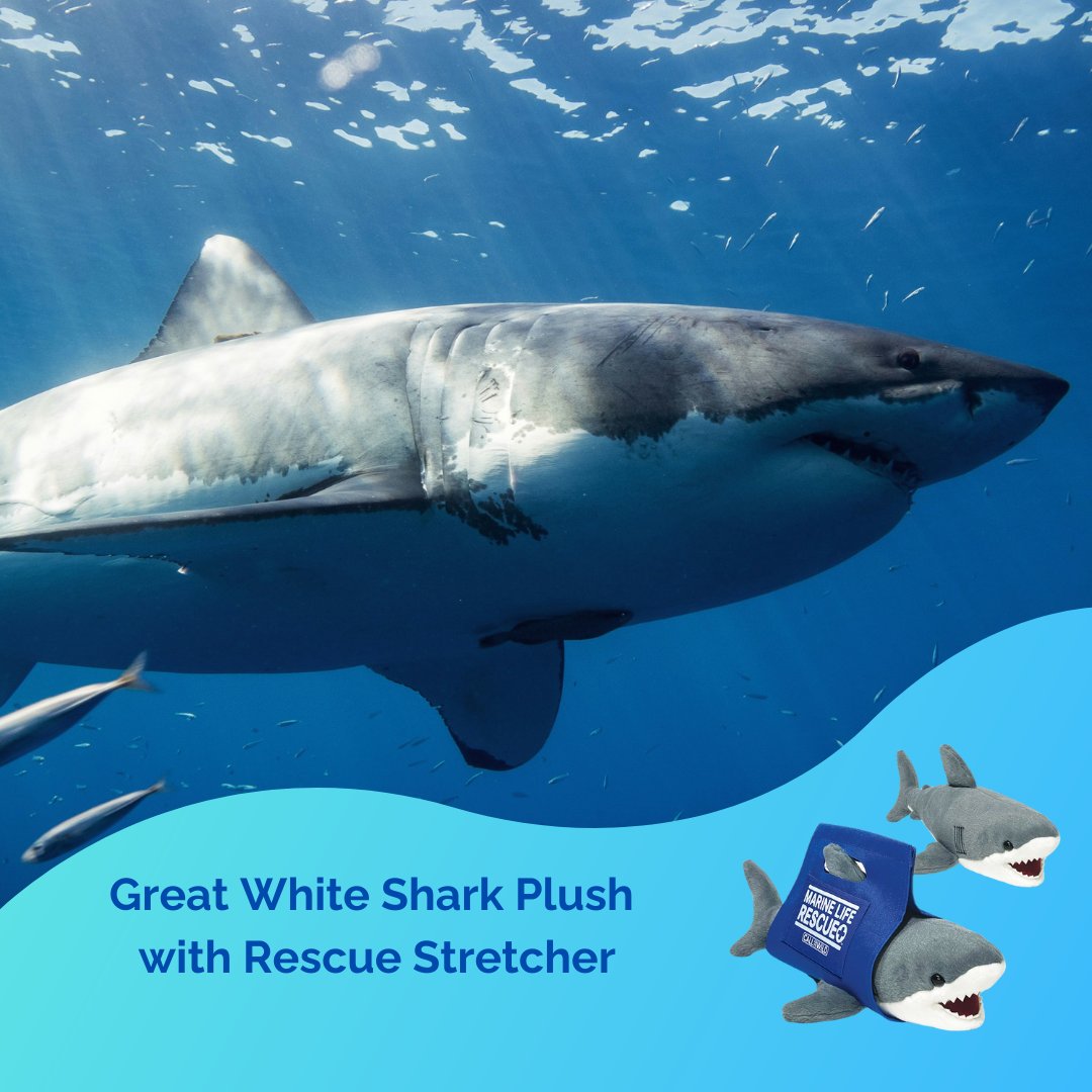 MLRProject's tweet image. Celebrate #SharkandRayAwarenessDay by letting kids embark on their own rescue adventures with a plush shark! 🦈 Every plush supports the protection of these species!