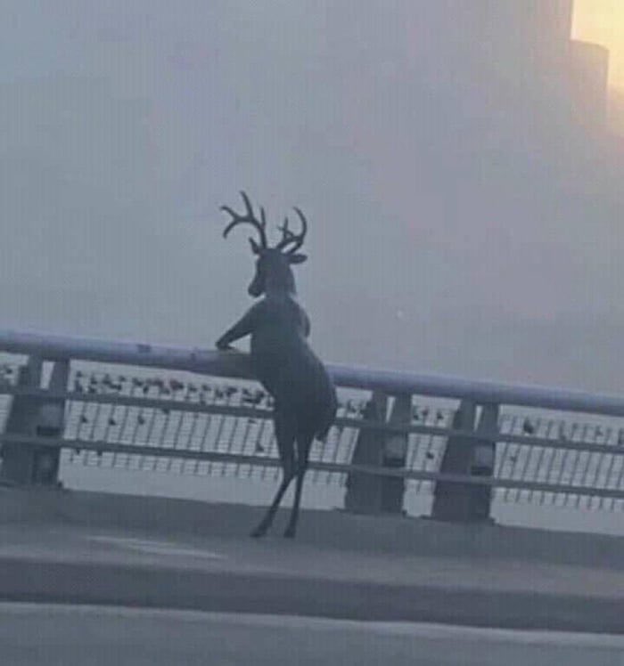 HimeHinghoi's tweet photo. When life is not Shikanoko nokonoko koshitantan 🦌🌧️ https://t.co/ASCmNnhNoX