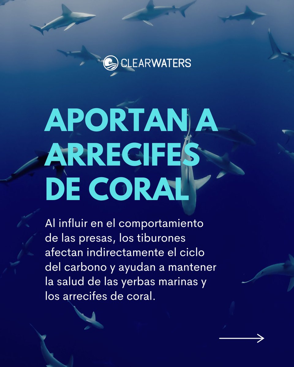 clearwaters_pr's tweet photo. SHARK AWARENESS DAY 🌊🦈 https://t.co/MherqOE7pX