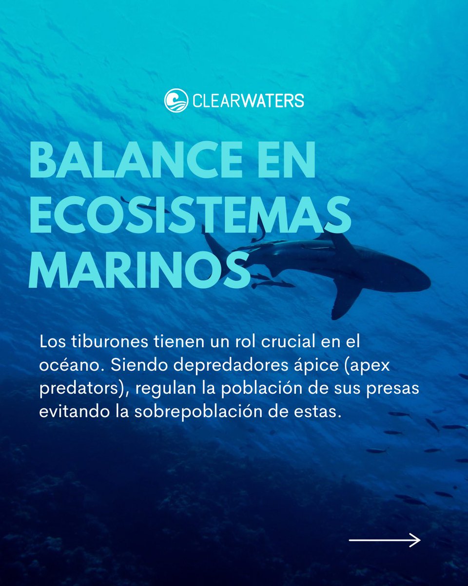 clearwaters_pr's tweet photo. SHARK AWARENESS DAY 🌊🦈 https://t.co/MherqOE7pX