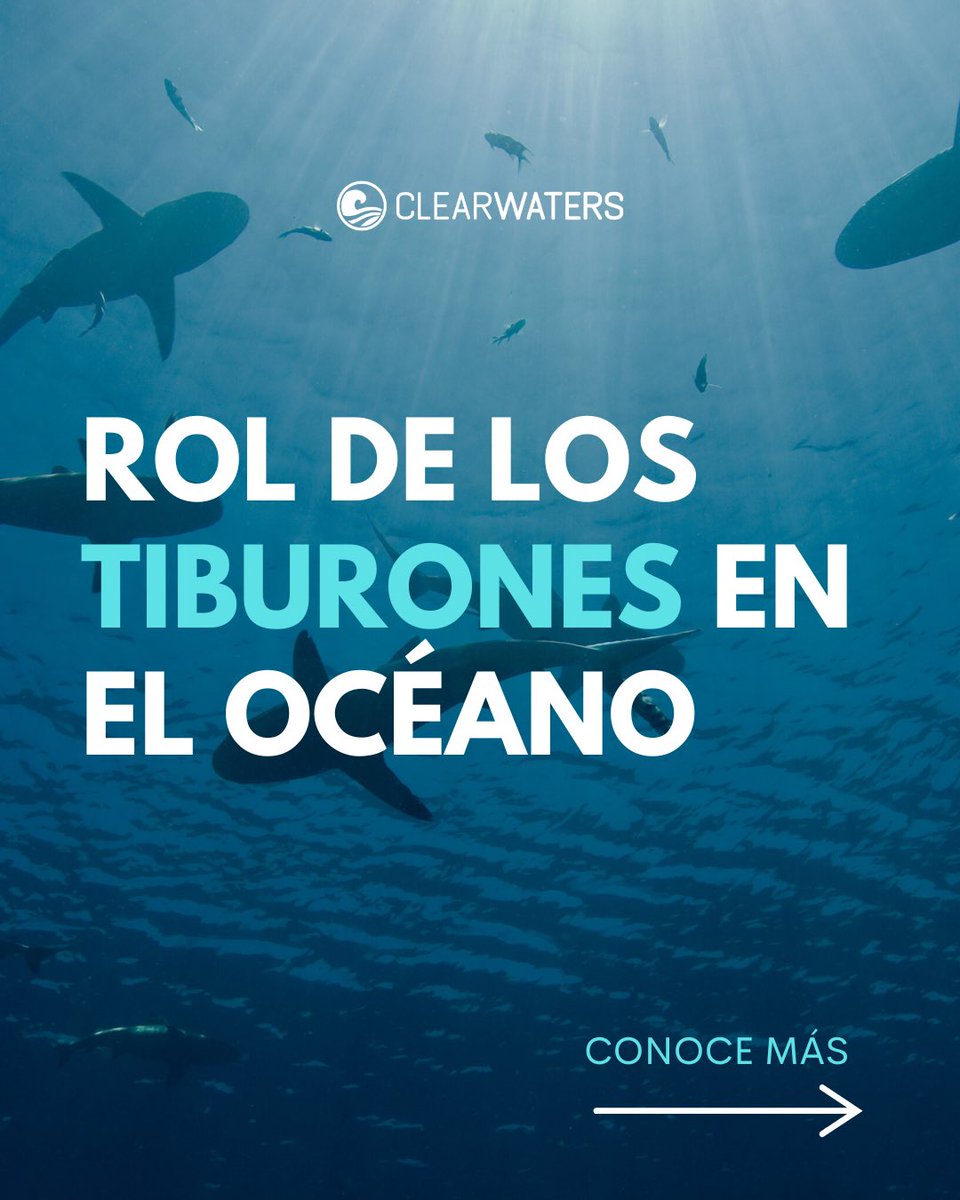 clearwaters_pr's tweet photo. SHARK AWARENESS DAY 🌊🦈 https://t.co/MherqOE7pX