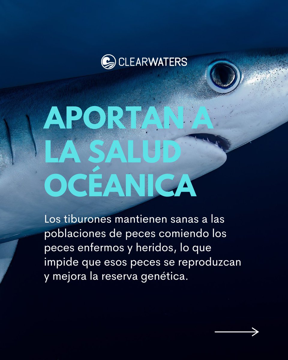 clearwaters_pr's tweet photo. SHARK AWARENESS DAY 🌊🦈 https://t.co/MherqOE7pX