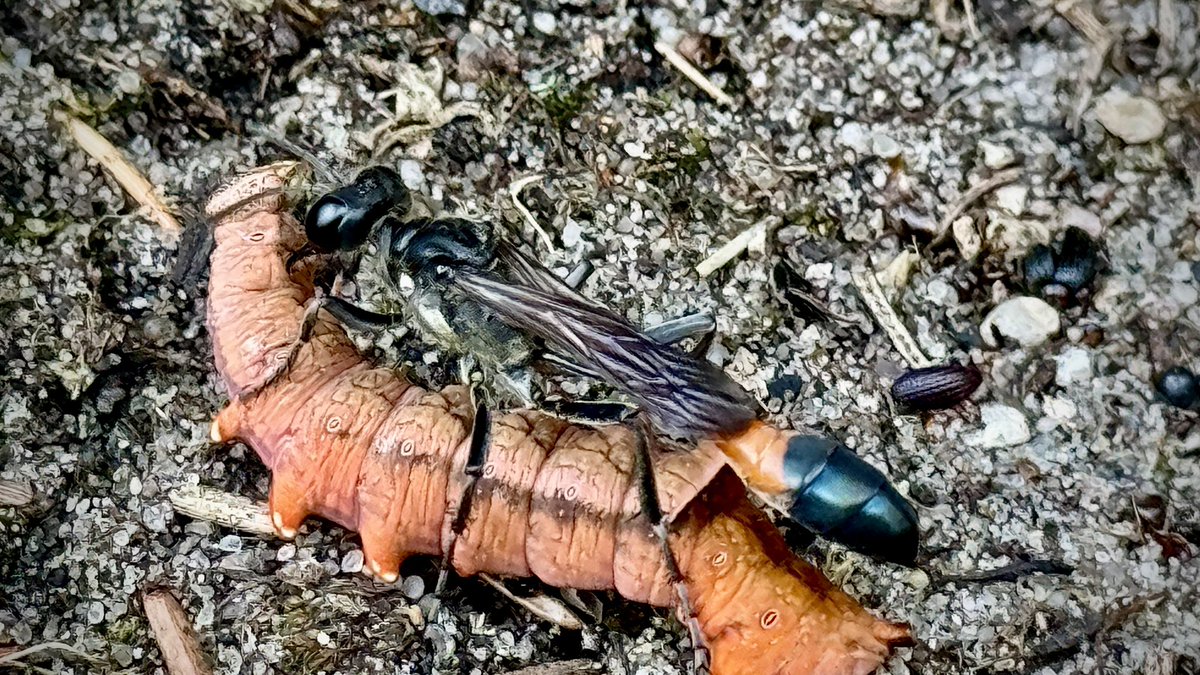 FrankyVeles's tweet image. #Microcosmos by #iPhone 🐛