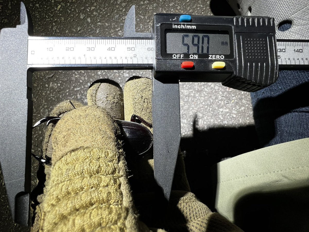 朝から夕方まで樹液採集を行い、みやピサさんのいる灯火ポイントに向かうと、もう他の方が用意されていた。

他を促されたが、今日はみやピサさんの幸せ見届け人になると伝え、2人で本命を待つ事に。

20:50

大声で叫ぶとみやピサさんが駆け寄って来た。

中歯59.0mmを手にし、固い握手を交わした。