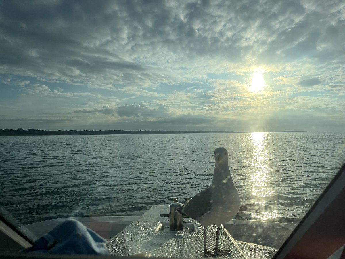 HappyHooker1157's tweet photo. Bosun says it’s so tiring finding the fishies 🐾🐾
#Bass #linecaught https://t.co/JAR1zbgkGB