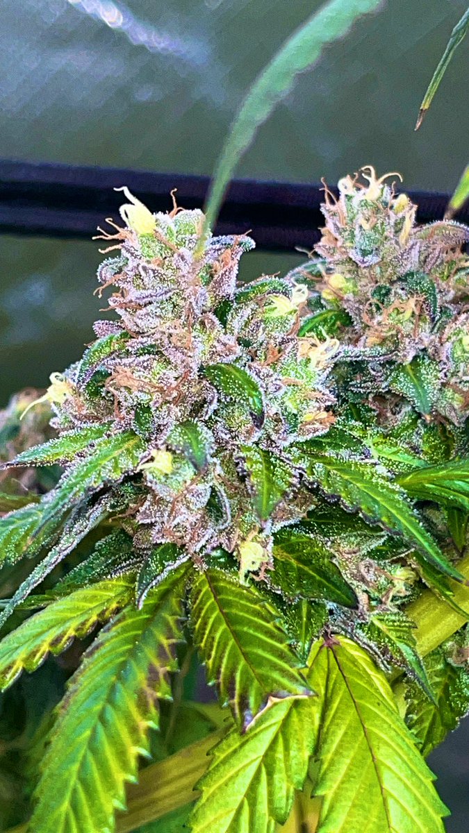 Sour Grape Diesel(Weasel’s Diesel x Grape Gas) lower #BigBearCanna #BigBearsDen #CannabisCommunity #GrowYourOwn #GrowersLove
