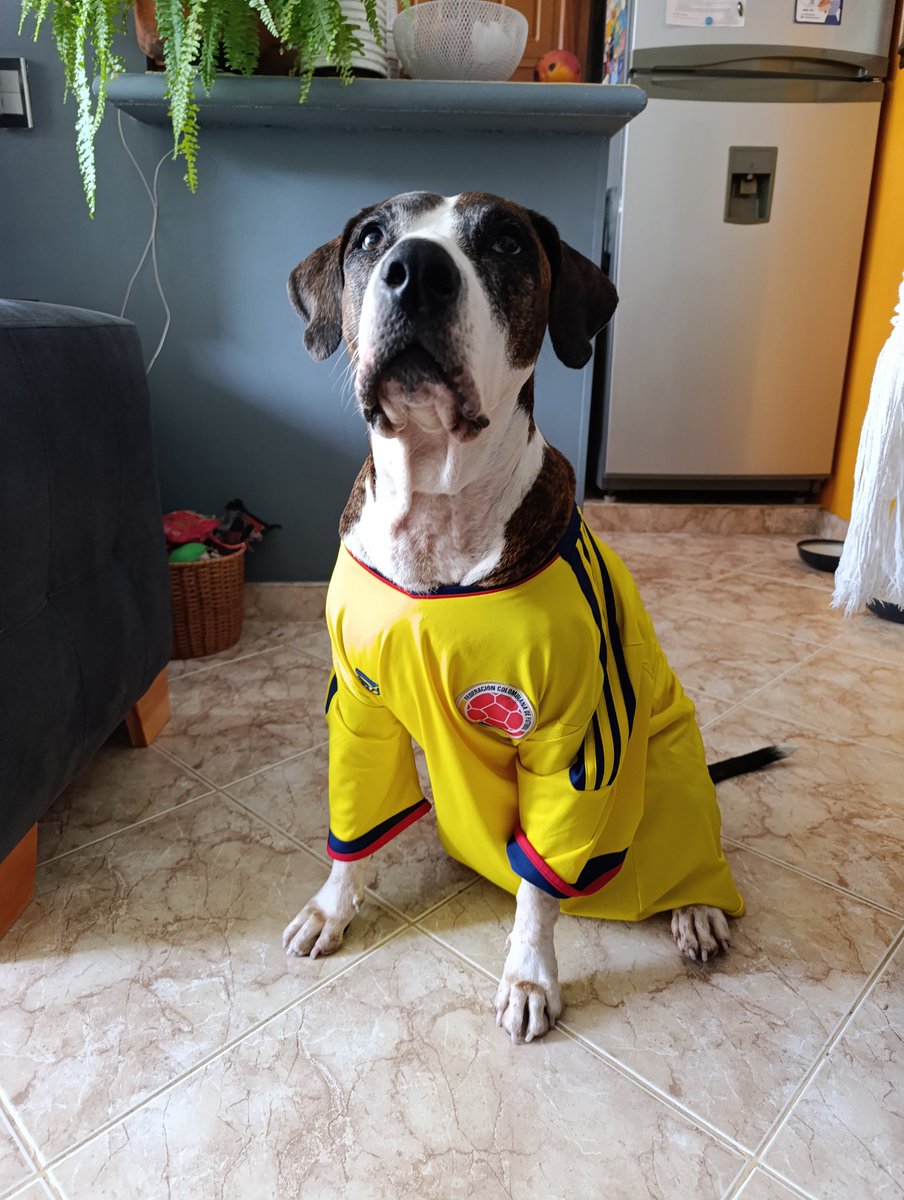Dogs_City_'s tweet photo. SI SI COLOMBIA
SI SI CARIBE
🇨🇴⚽🐾💛
#Colombia https://t.co/wSbUb3PIyV