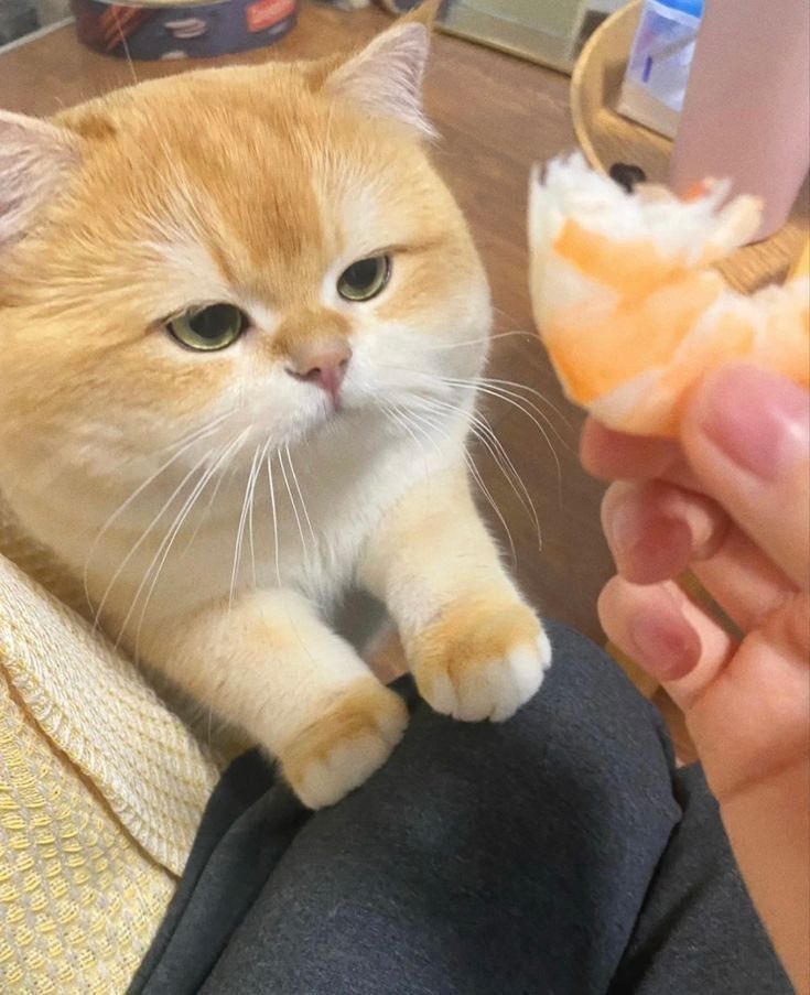 🍼uwu y쭌 우유🐾🏀 tweet media
