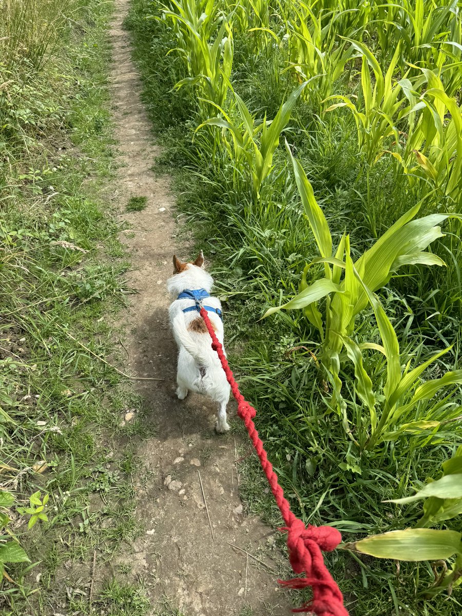 suekmoorhen's tweet photo. Pre-match walk with Brian the #HoundOfBedlam

Red lead, white coat and blue harness. 
🏴󠁧󠁢󠁥󠁮󠁧󠁿🏴󠁧󠁢󠁥󠁮󠁧󠁿🏴󠁧󠁢󠁥󠁮󠁧󠁿 

Come on England! 

⚽️⚽️⚽️

@NewsfromBedlam https://t.co/V0Mz2saqaW