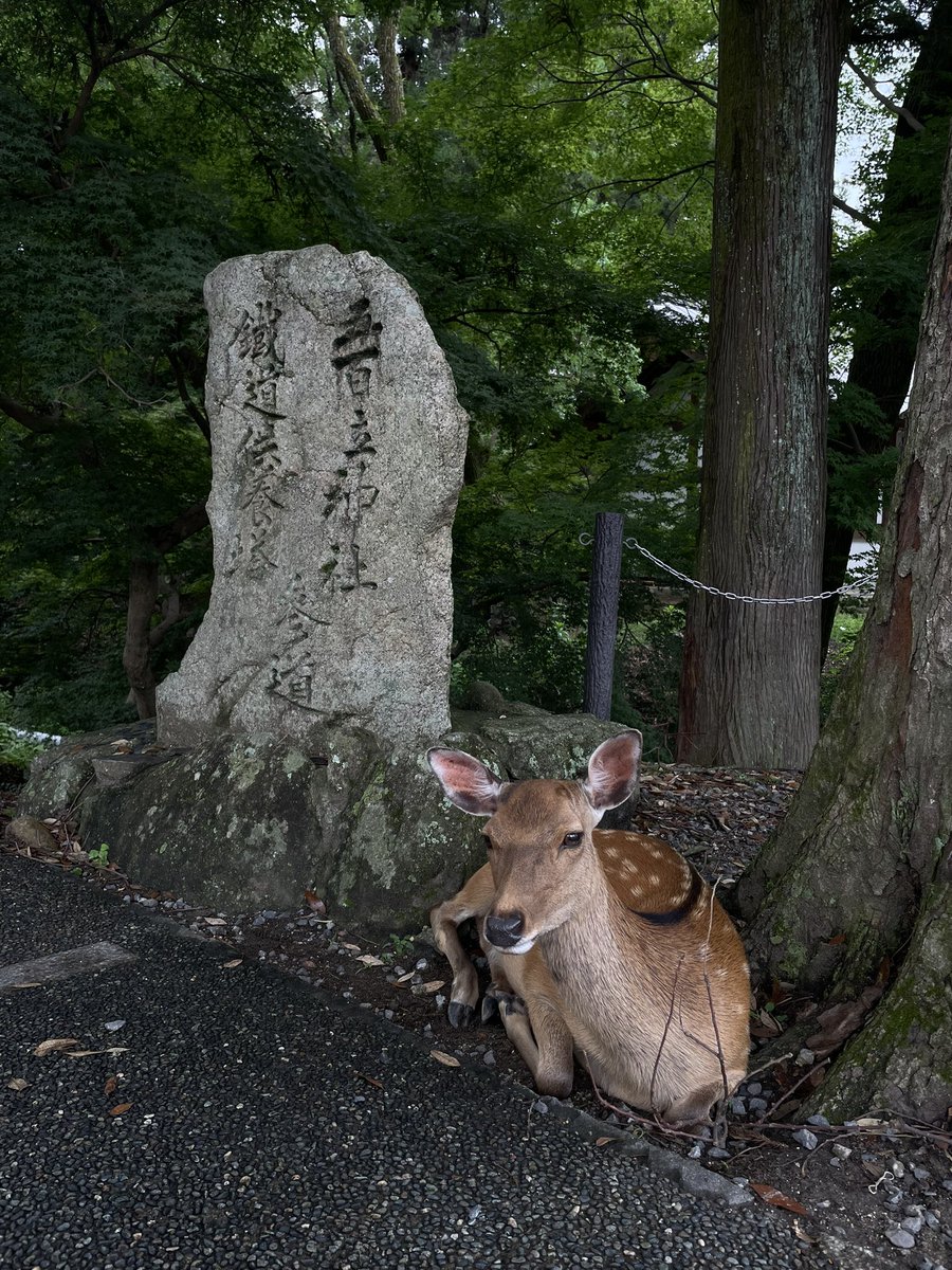 infrunamy's tweet image. Nara