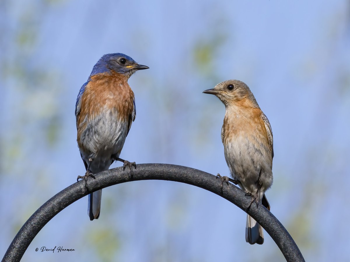 wee_arts's tweet photo. A few birds and a Bee for your enjoyment today.  #photooftheday #PhotoOfTheWeek @NatGeoPhotos @birdsblooms #NaturePhotography  @CanonUSA EOS R7.  50% of photo earnings donated to @RMHCofCentralOH https://t.co/XmXLs427tl