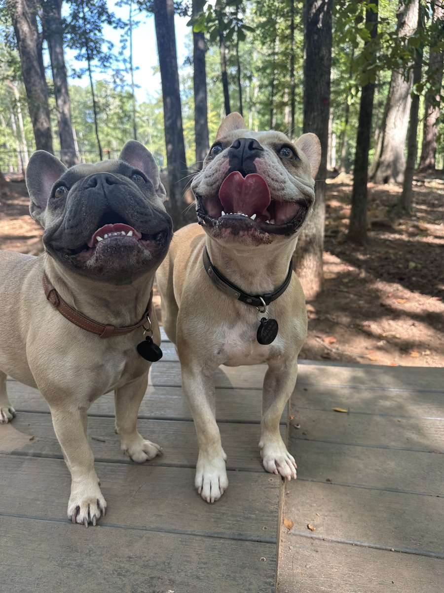 tanner9price's tweet photo. @stevewilldoit $tanner9price show the frenchies some love https://t.co/p5WneDwaEc