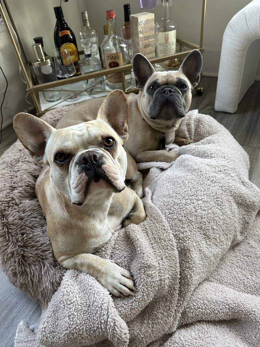 tanner9price's tweet photo. @stevewilldoit $tanner9price show the frenchies some love https://t.co/p5WneDwaEc