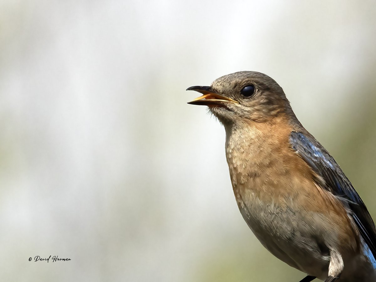 wee_arts's tweet photo. A few birds and a Bee for your enjoyment today.  #photooftheday #PhotoOfTheWeek @NatGeoPhotos @birdsblooms #NaturePhotography  @CanonUSA EOS R7.  50% of photo earnings donated to @RMHCofCentralOH https://t.co/XmXLs427tl