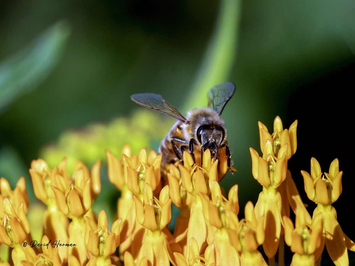 wee_arts's tweet photo. A few birds and a Bee for your enjoyment today.  #photooftheday #PhotoOfTheWeek @NatGeoPhotos @birdsblooms #NaturePhotography  @CanonUSA EOS R7.  50% of photo earnings donated to @RMHCofCentralOH https://t.co/XmXLs427tl