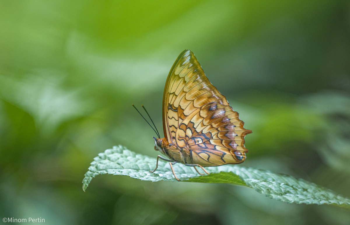 pertin_minom's tweet photo. Variegated Rajah ๐ฆ
Namdapha National Park
#butterflies #butterfly #butterfliesofindia #naturelovers #naturephoto #NaturePhotography #Nikon #nikoncreators #bbcwild #BBCWildlifePOTD
@MyGovArunachal @AMAZlNGNATURE @ArunForests @NamdaphaTR @AnimalPlanet https://t.co/Z3VKZHZAQw