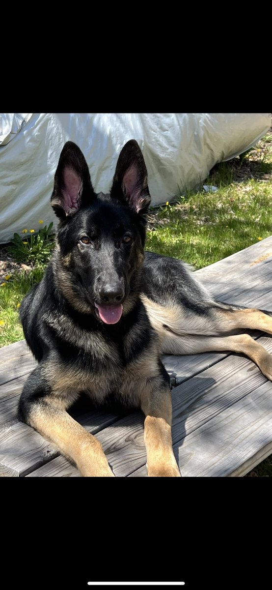 NulseUS's tweet photo. @stevewilldoit Dog is named Samson. 
$Nulse https://t.co/baMliHAzVP