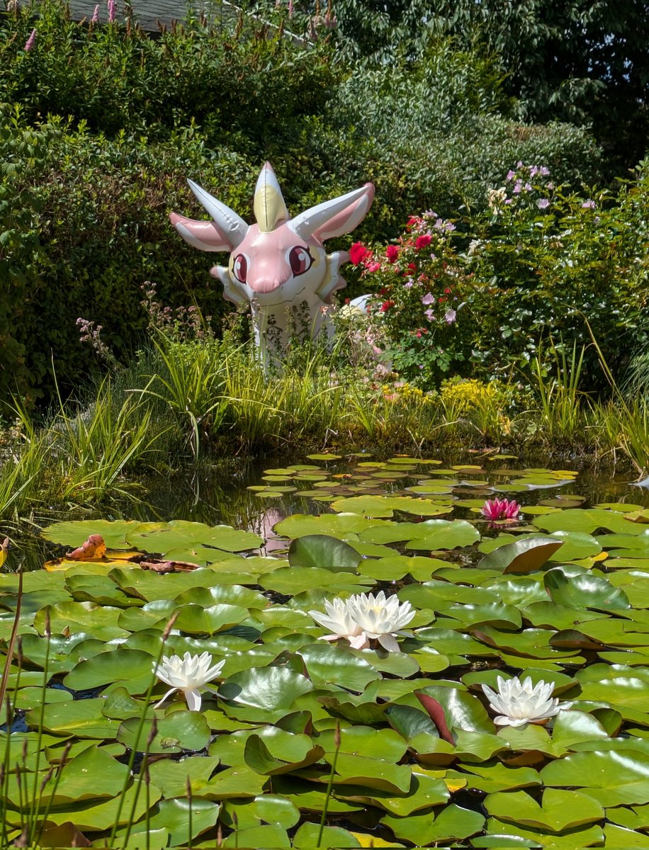 inflateceptable's tweet photo. Sooo... 
I opened the mysterious box and a wild creature jumped out and ran out in the garden. 👀
Took a while to get closer but she is calm now. 😊
Even local wildlife made contact. 😅

🐉 Made by @FactoryCreature 
Thank you so much! 🤗 https://t.co/66PKhhmy1u