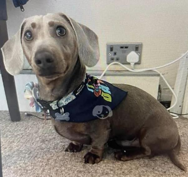 gelert01's tweet photo. #FindRex missing #CRAMLINGTON #DUDLEY #NORTHUMBERLAND 07/07/ this is urgent as last seen on train tracks! Recently rehomed to an older lady Not on social media contact @janice_adams3 @muddypawscrime @lisffc @KarenFi51820768 @rosiedoc666 @karensarah66 @CarolPoyerPeett https://t.co/VGvtirxHST