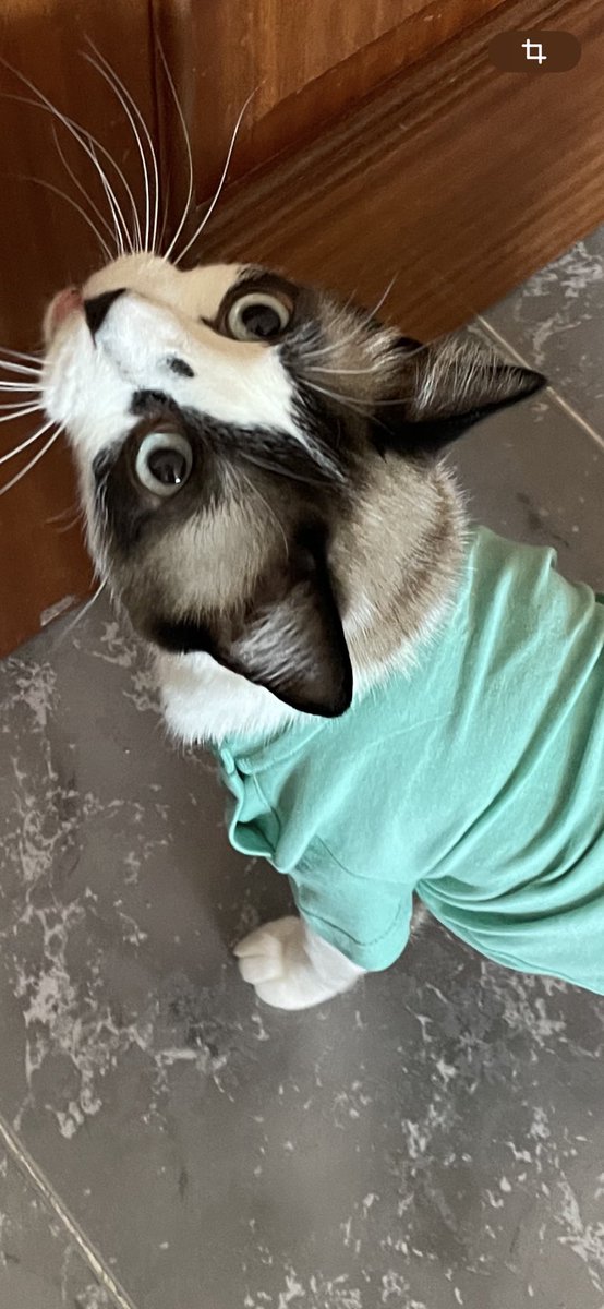 nievessnow22's tweet photo. Quiero comer, quiero comer que no me basta la lata y media que me he tomado además del pienso! Comilón #Simoncito https://t.co/CQVaO9G4S7