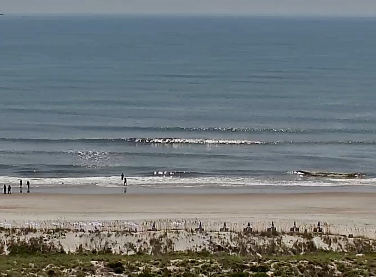 Matt_Badiali's tweet photo. Blue ribbon trade wind swell in NE Florida this morning. Clean, with offshore winds. The whole gang came out with long boards and had a blast. #FloridaSummer https://t.co/QHtvvrMSRo