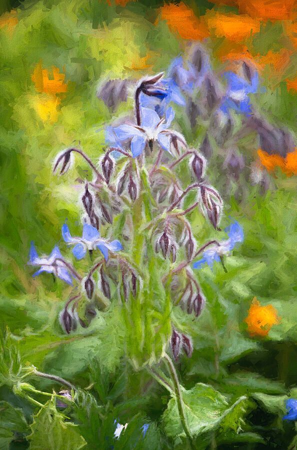 joancarroll's tweet photo. Blue Borage Sicily! https://t.co/3gQSWVTjRD #blue #blueborage #flowers #flowerphotography #sicilly #italy @joancarroll https://t.co/bg7GQGDkyL