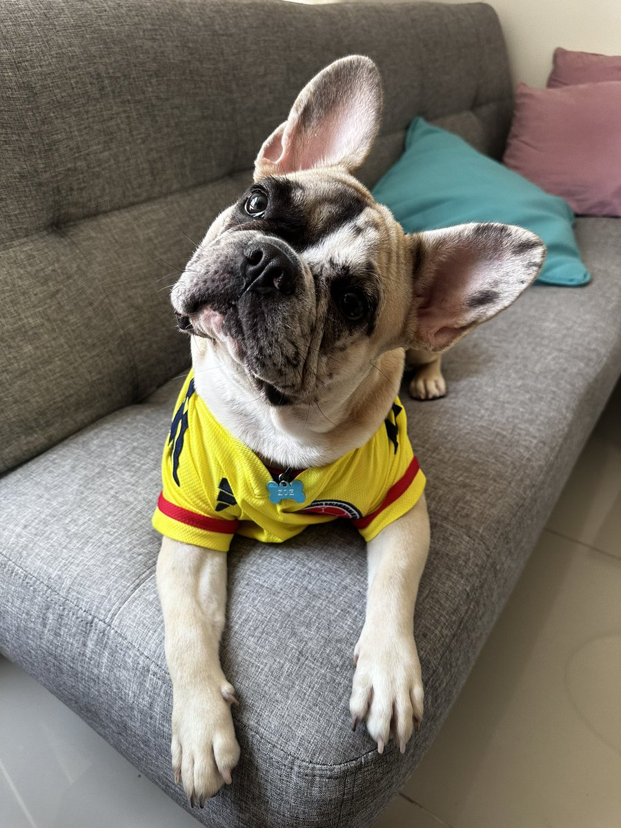 AligmaCortes's tweet photo. #ConLaTricolorPuesta Zoé 🐶 Matilda 😻 apoyando la selección desde Barranquilla 💛💙❤️ https://t.co/4u3Pim7WTo