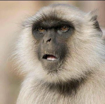 I hope ukuzvionera padata kuti petrol haungamboigona